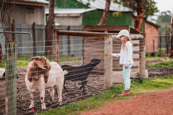 Child interacting with goats at Swan Valley Station. 